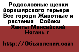 Родословные щенки йоркширского терьера - Все города Животные и растения » Собаки   . Ханты-Мансийский,Нягань г.